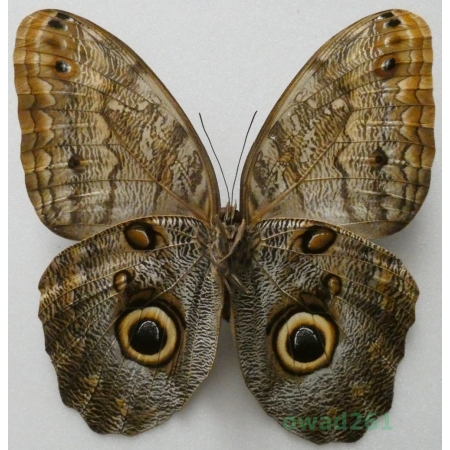Caligo sp. Peru 106mm98f